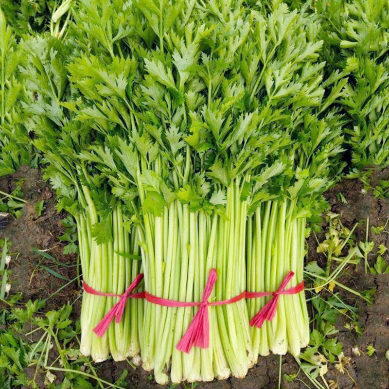 四季小香芹种子芹菜种子香味浓郁实心芹菜种子四季播农家蔬菜