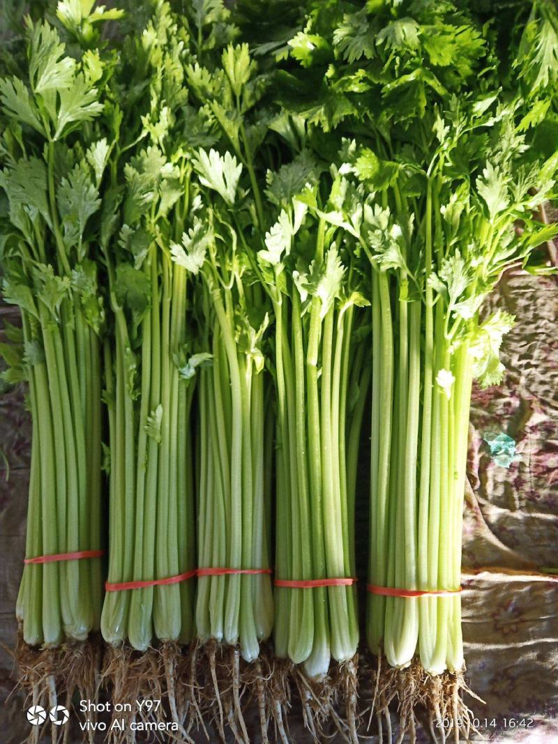 四季小香芹种子芹菜种子香味浓郁实心芹菜种子四季播农家蔬菜