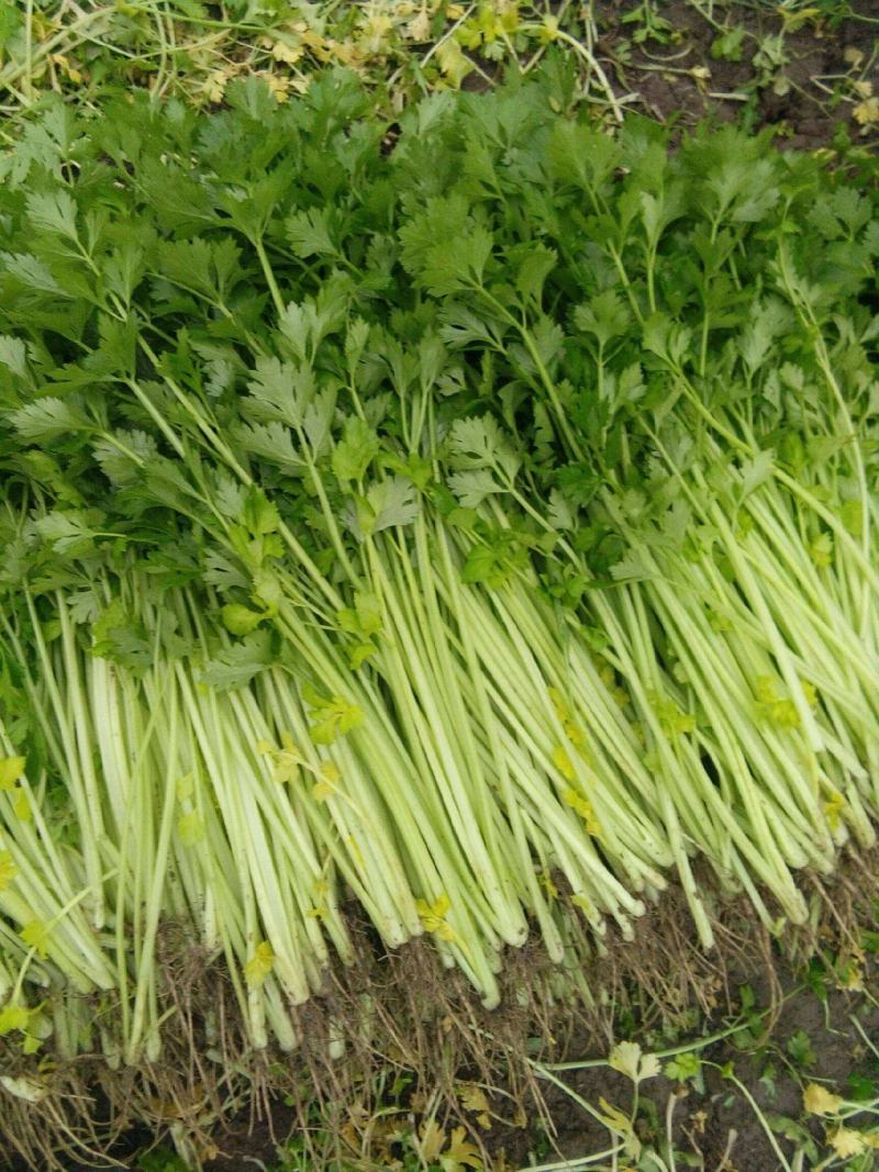 四季小香芹种子芹菜种子香味浓郁实心芹菜种子四季播农家蔬菜