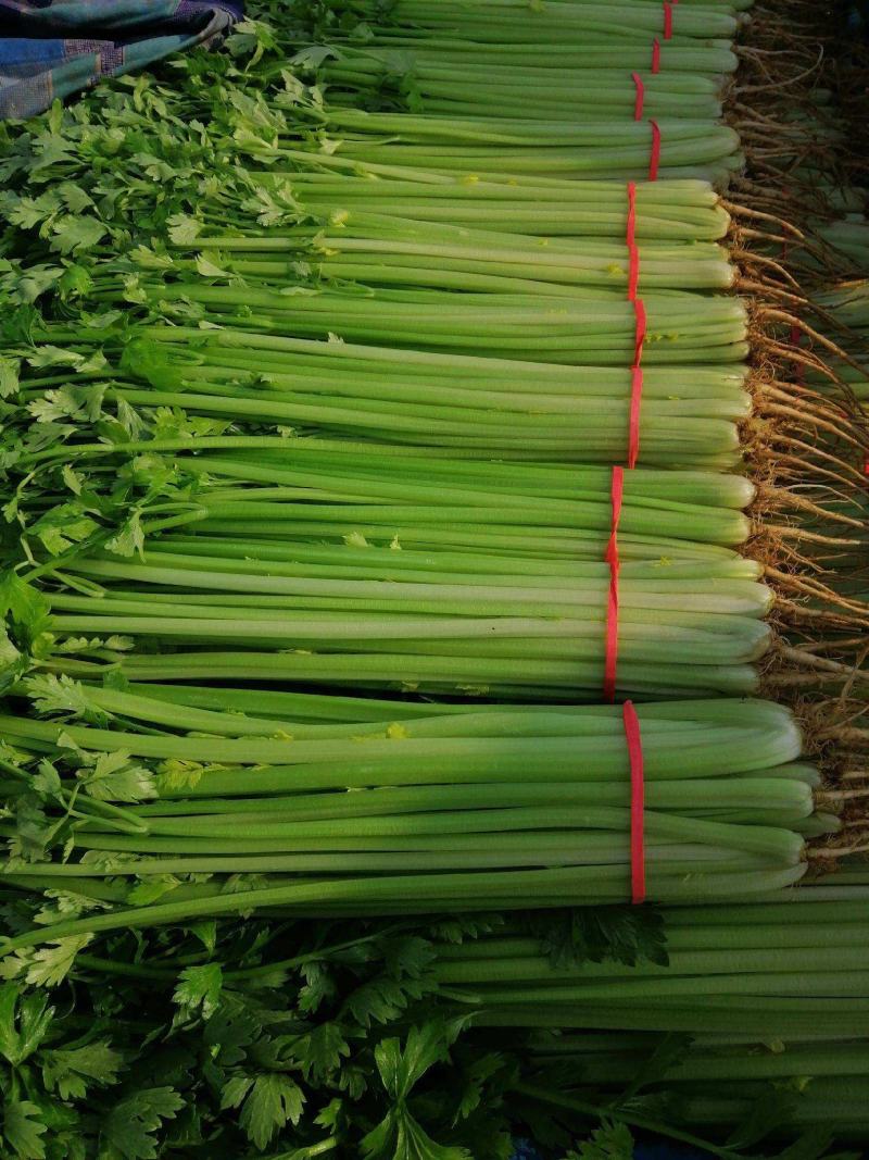 四季小香芹种子芹菜种子香味浓郁实心芹菜种子四季播农家蔬菜