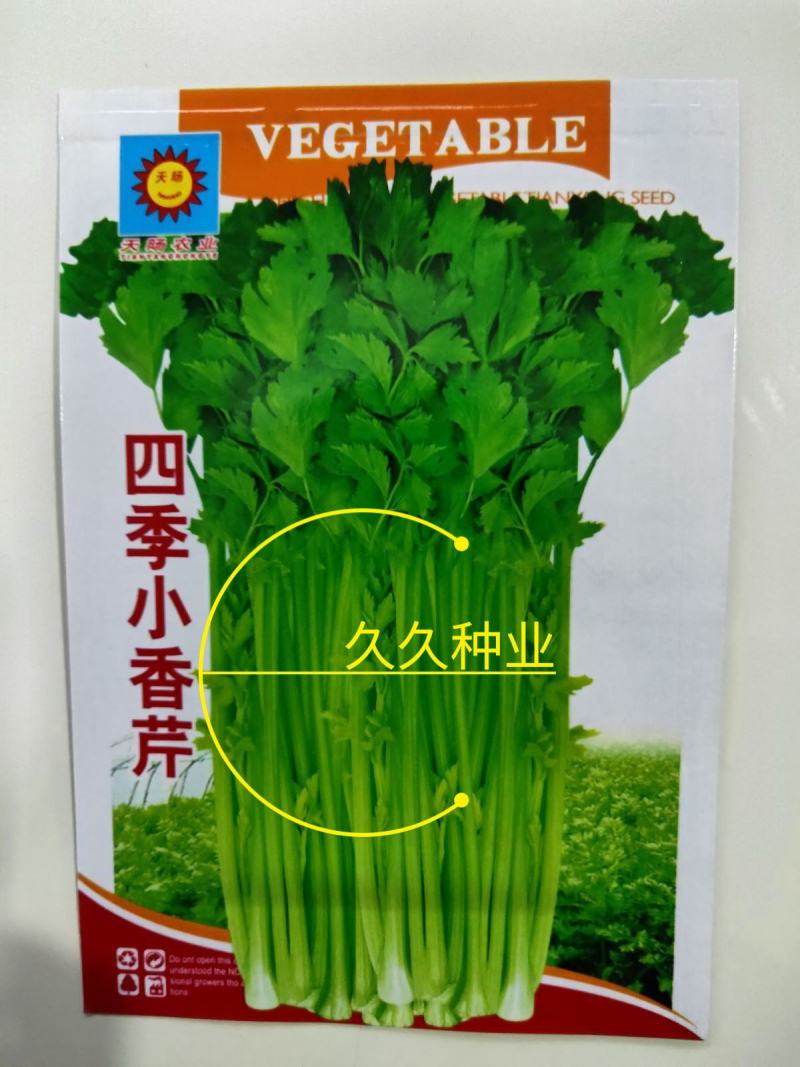 四季小香芹种子芹菜种子香味浓郁实心芹菜种子四季播农家蔬菜