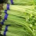 四季小香芹种子芹菜种子香味浓郁实心芹菜种子四季播农家蔬菜