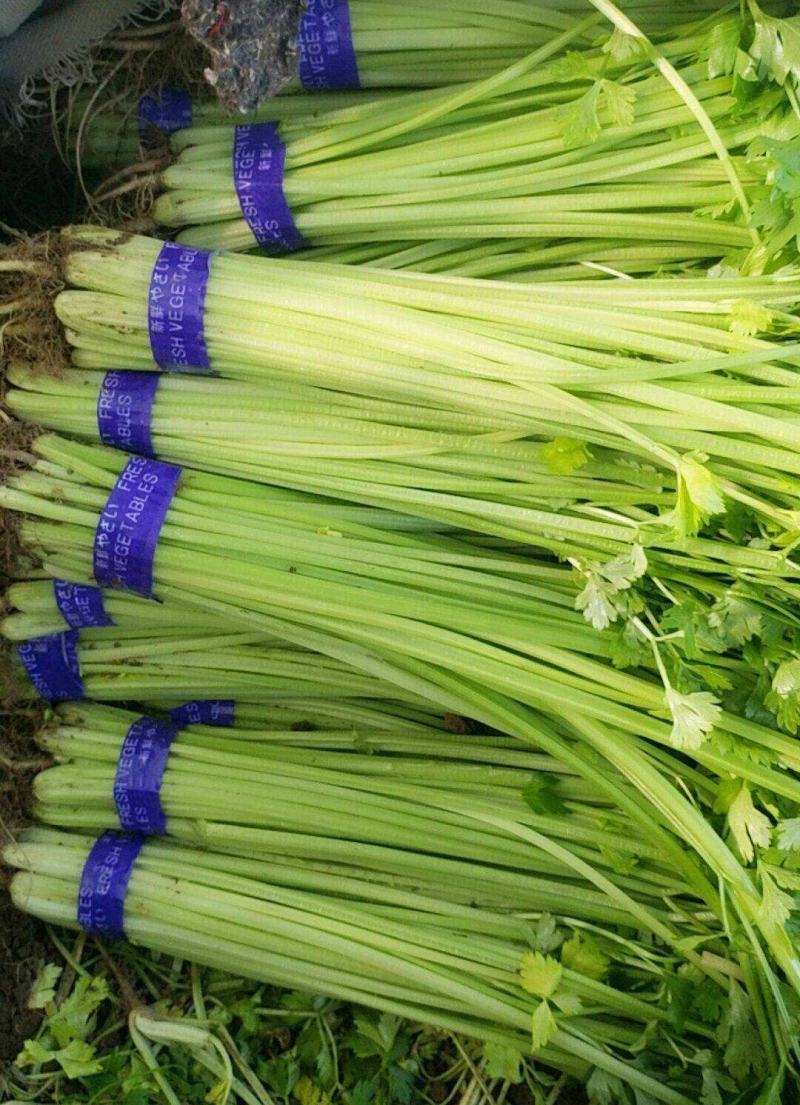 四季小香芹种子芹菜种子香味浓郁实心芹菜种子四季播农家蔬菜