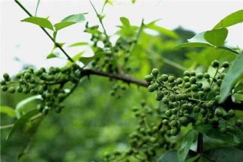 【推荐】花椒青花椒超麻花椒产地直销开口率高