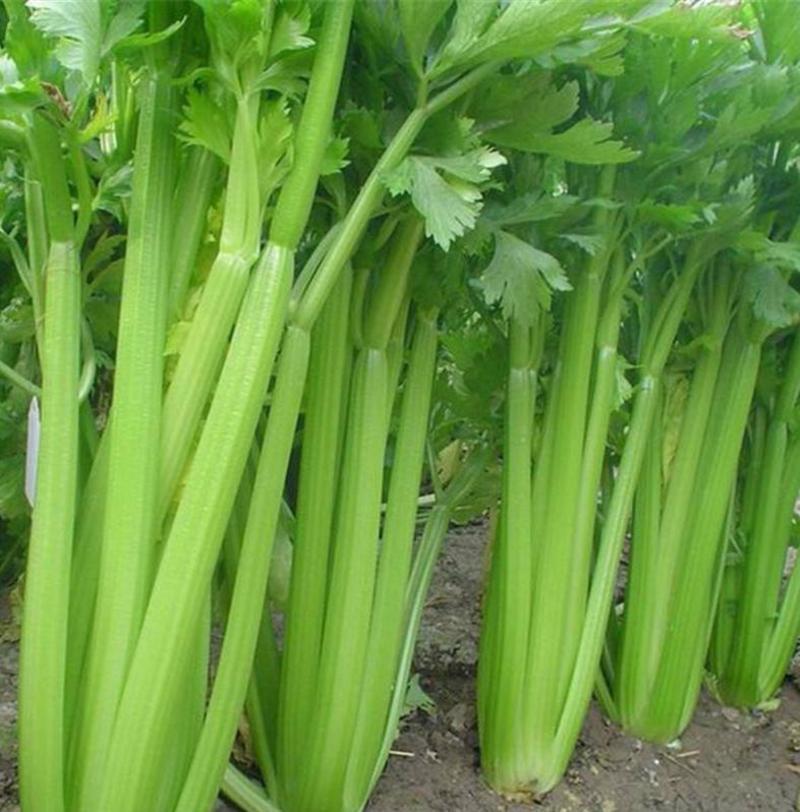 美国西芹王种子高产稳产大田基地西芹菜种子品质优