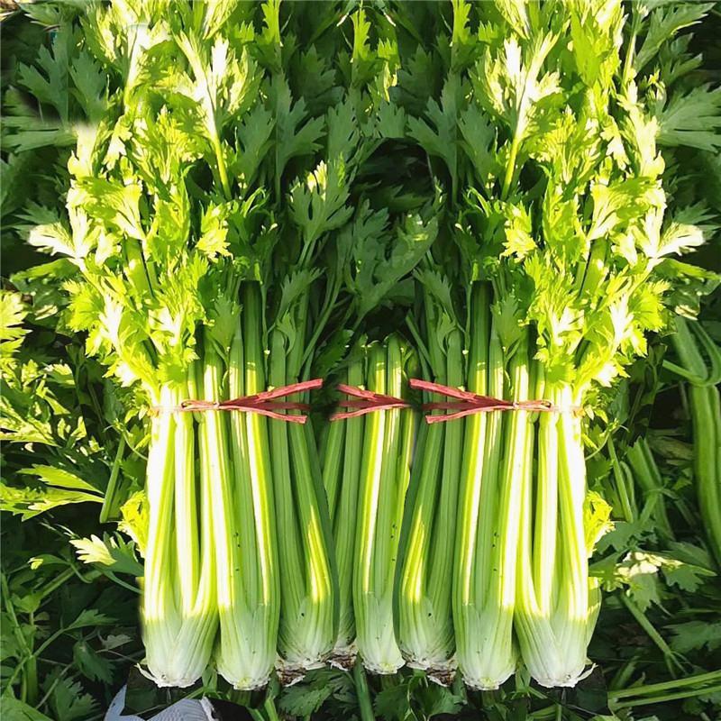 美国西芹王种子高产稳产大田基地西芹菜种子品质优