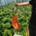 2号黄心大白菜种子单菜2.5公斤结球紧实囗感商品性