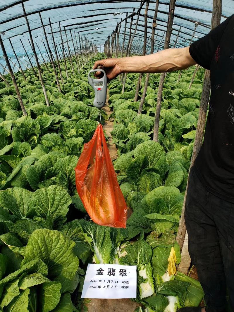 2号黄心大白菜种子单菜2.5公斤结球紧实囗感商品性