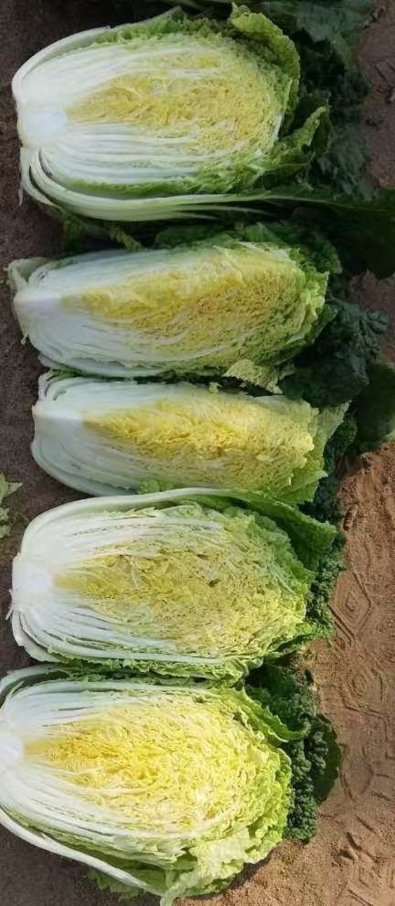 2号黄心大白菜种子单菜2.5公斤结球紧实囗感商品性