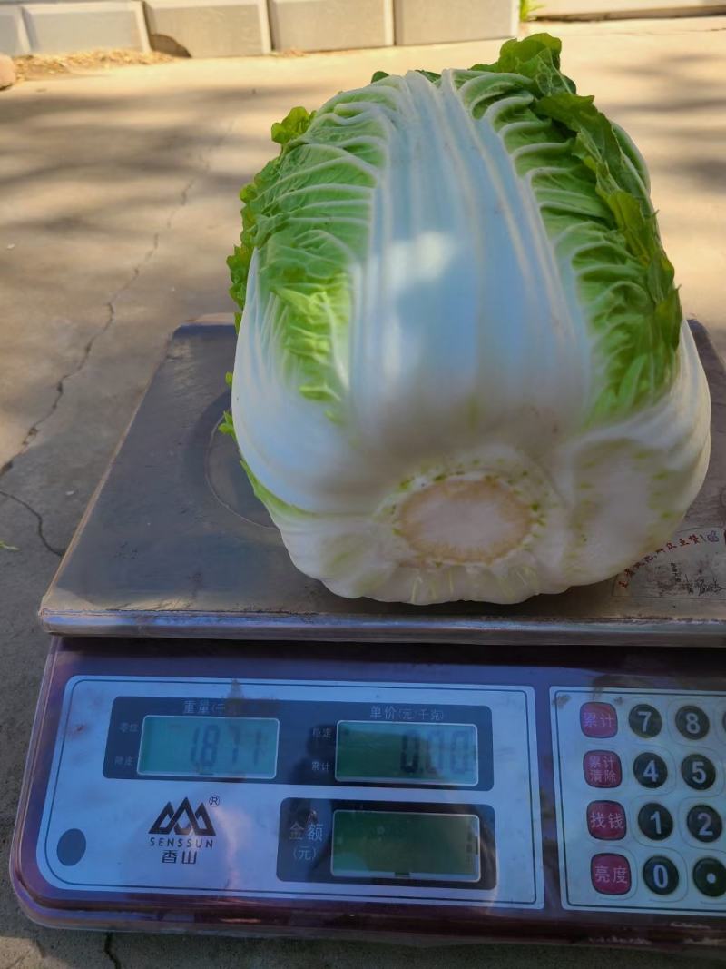 2号黄心大白菜种子单菜2.5公斤结球紧实囗感商品性