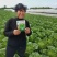 2号黄心大白菜种子单菜2.5公斤结球紧实囗感商品性