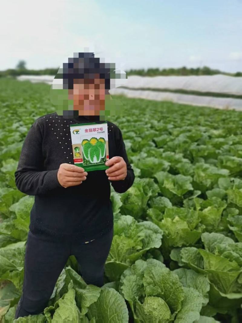 2号黄心大白菜种子单菜2.5公斤结球紧实囗感商品性