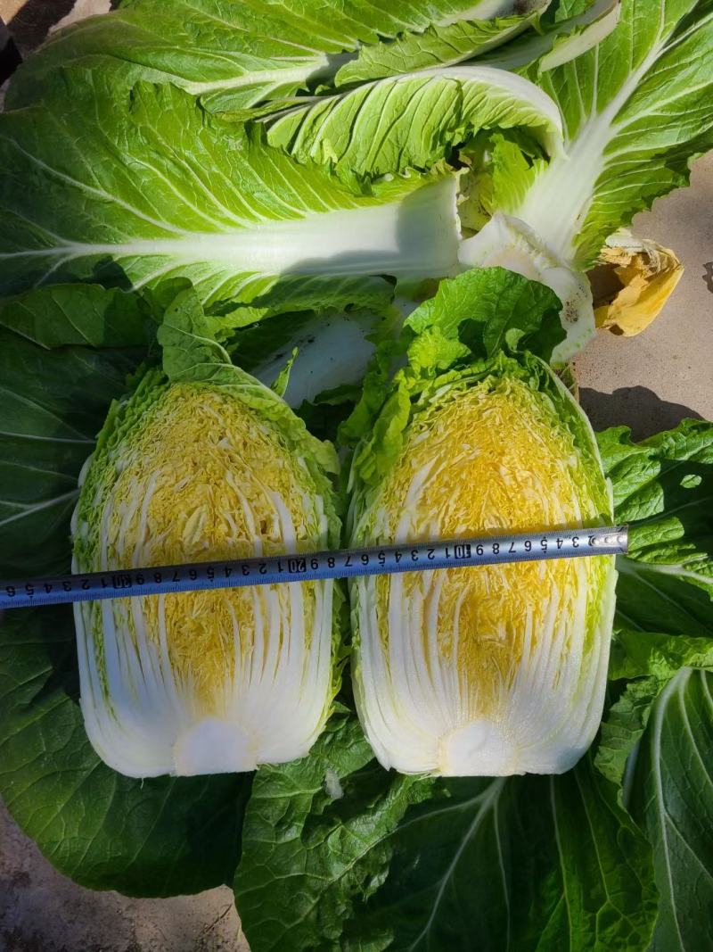 2号黄心大白菜种子单菜2.5公斤结球紧实囗感商品性