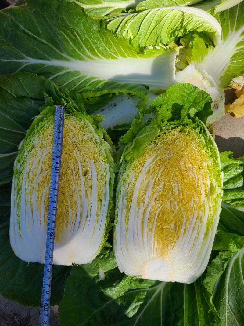 2号黄心大白菜种子单菜2.5公斤结球紧实囗感商品性