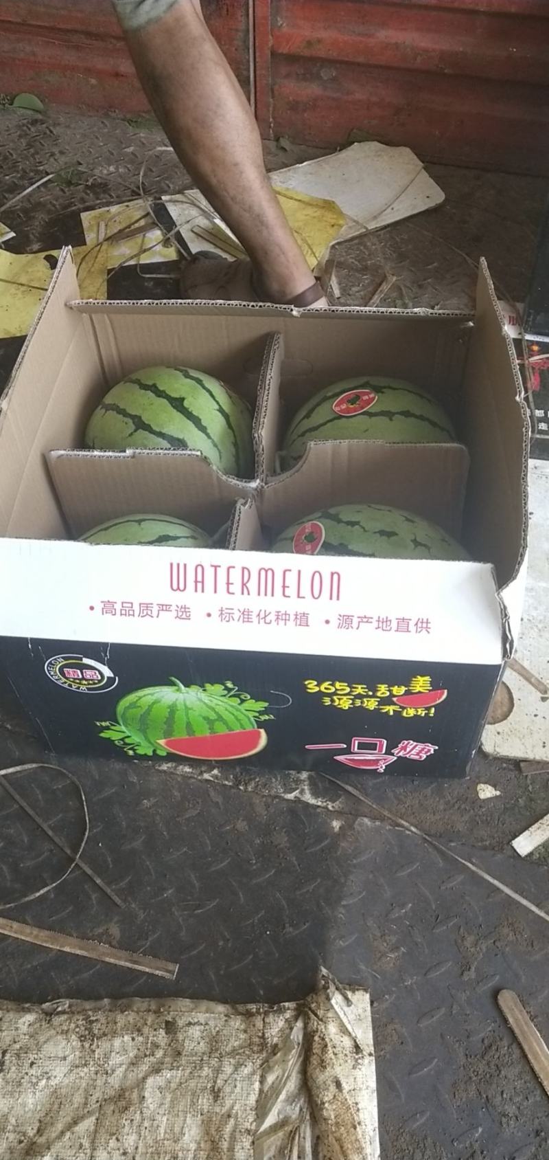 湖北麒麟瓜基地供应电商+批发商+超市