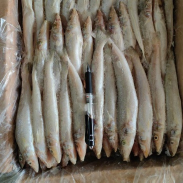 沙丁鱼船冻沙尖鱼饭店排档优质海鲜食材