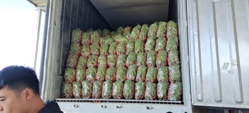 红萝卜大量上市，基地直供，百万亩基地，提供各种规格，服务