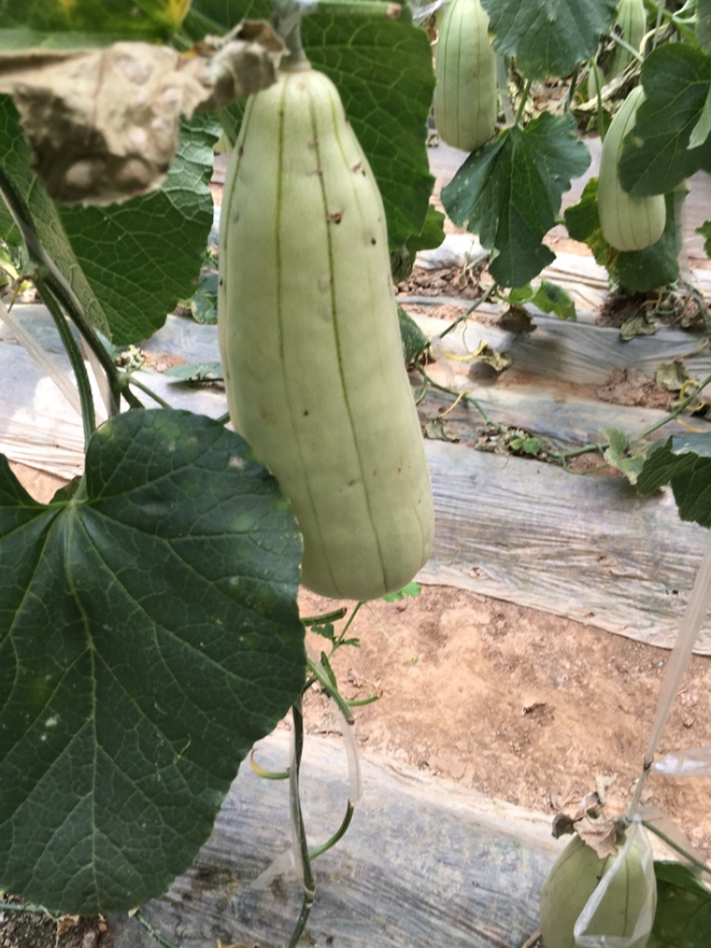高石脆瓜