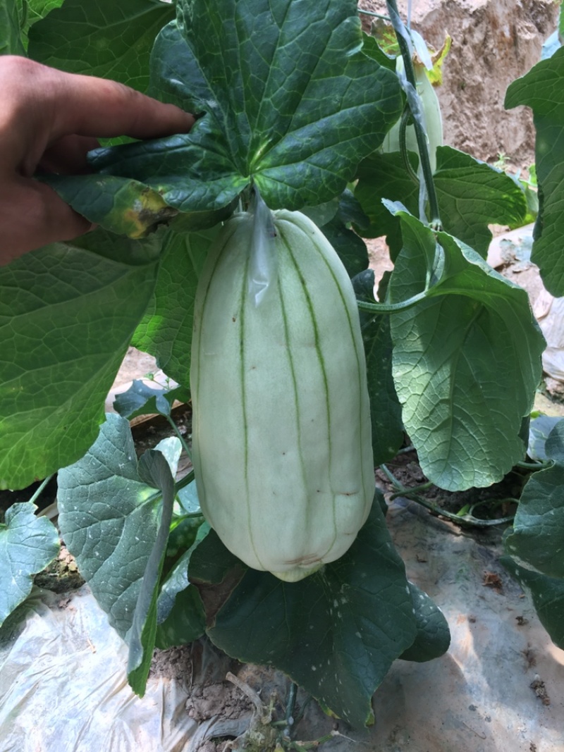 高石脆瓜