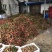 陆丰黑叶荔枝