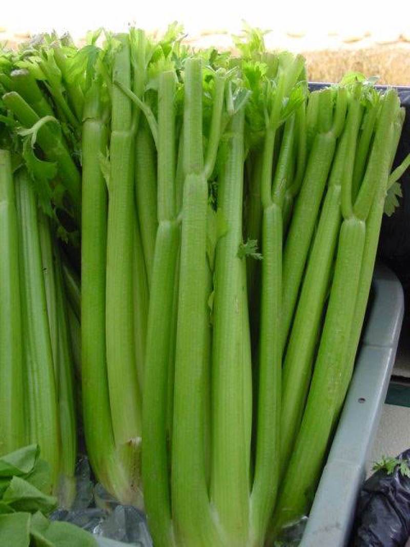 进口皇后西芹种子芹菜种子美国西芹法国西芹蔬菜种子耐高低温