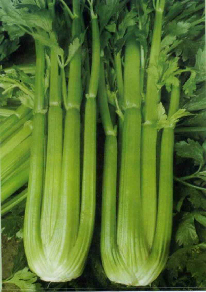 进口皇后西芹种子芹菜种子美国西芹法国西芹蔬菜种子耐高低温