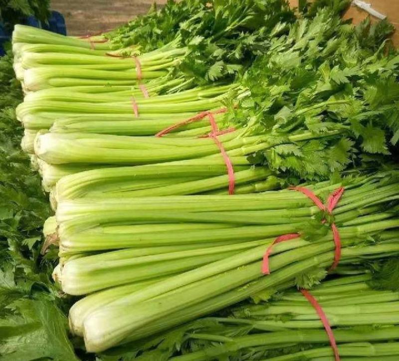 进口皇后西芹种子芹菜种子美国西芹法国西芹蔬菜种子耐高低温