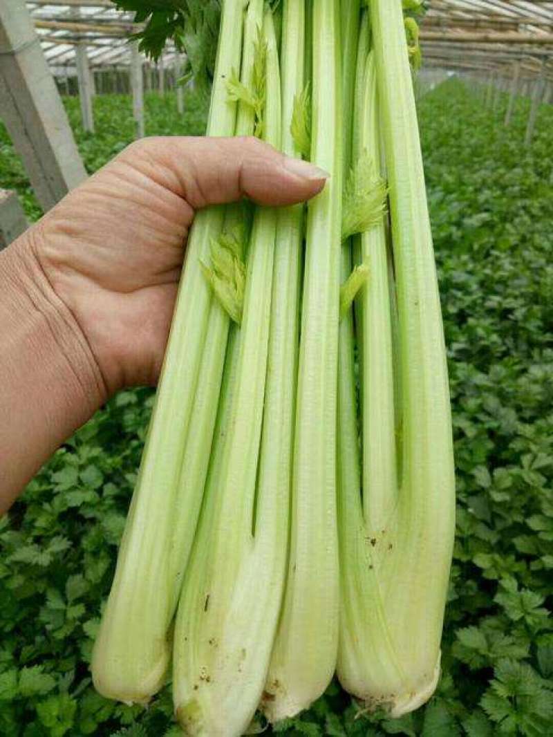 进口皇后西芹种子芹菜种子美国西芹法国西芹蔬菜种子耐高低温