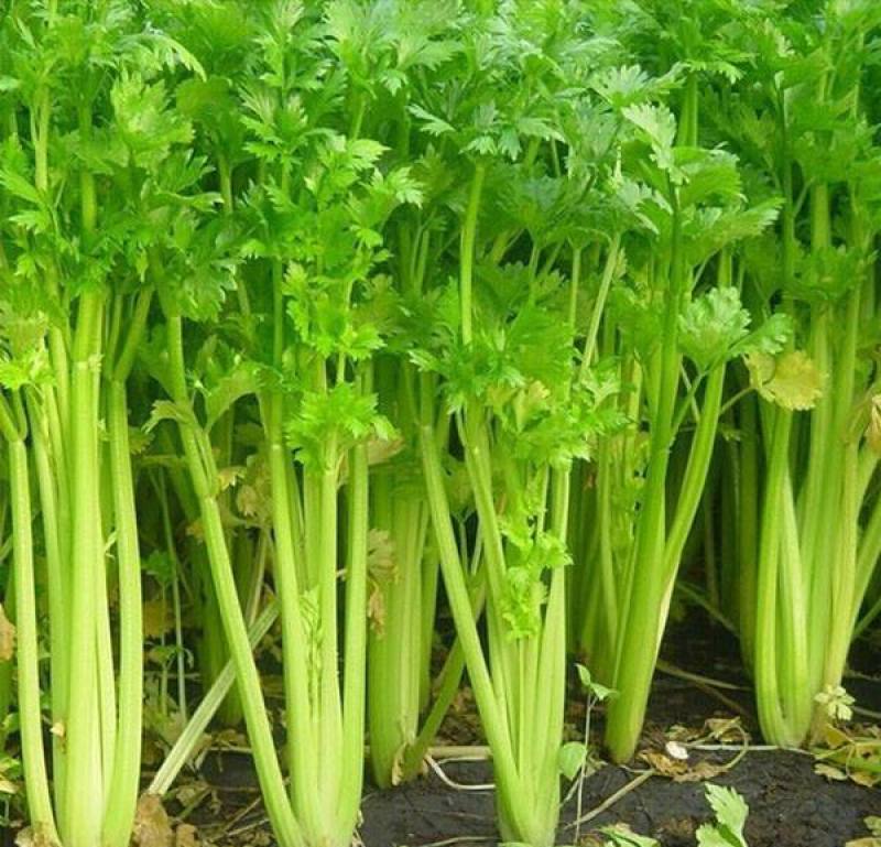 进口皇后西芹种子芹菜种子美国西芹法国西芹蔬菜种子耐高低温