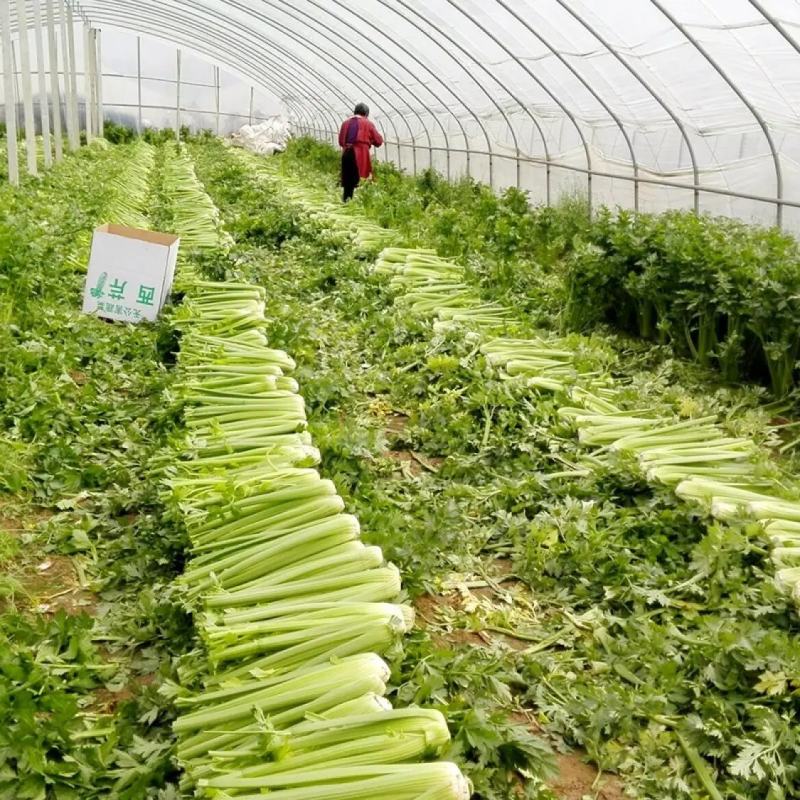 进口皇后西芹种子芹菜种子美国西芹法国西芹蔬菜种子耐高低温