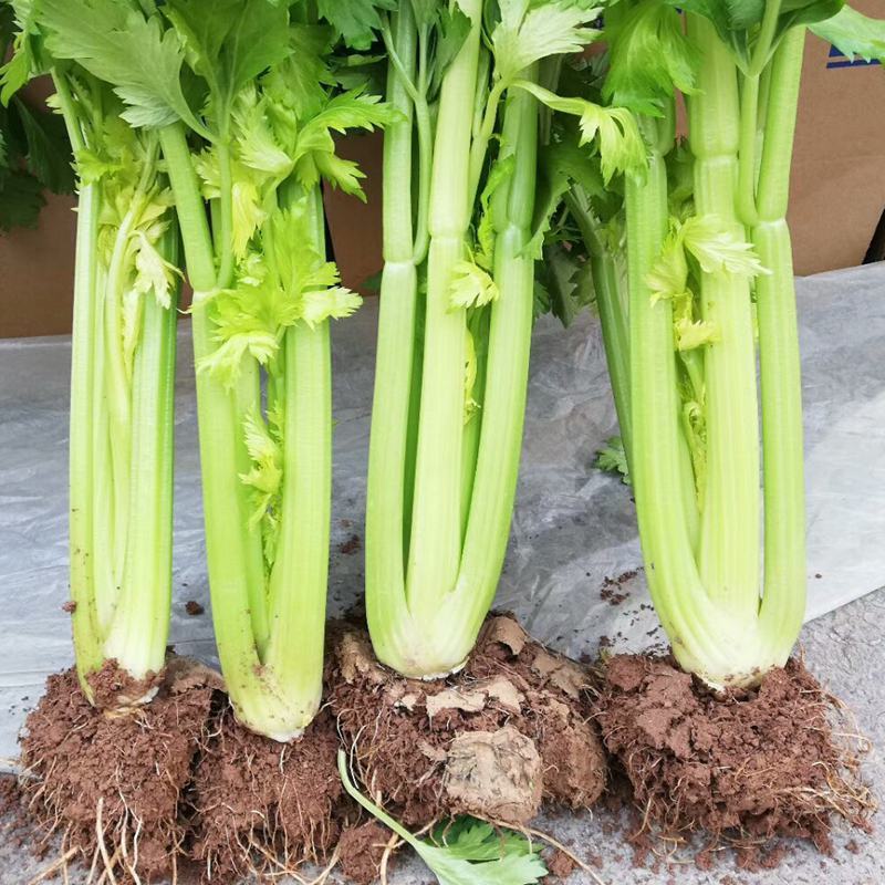 进口皇后西芹种子芹菜种子美国西芹法国西芹蔬菜种子耐高低温