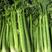 进口皇后西芹种子芹菜种子美国西芹法国西芹蔬菜种子耐高低温