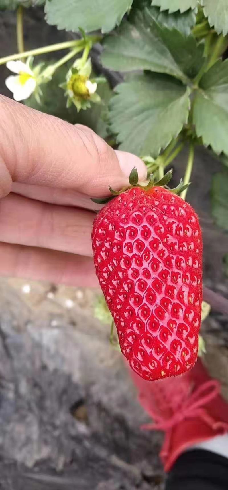 甜宝草莓苗脱毒苗，现挖苗，提供种植，管理技术