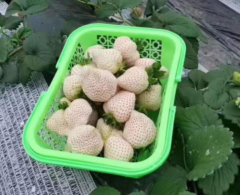 白雪公主草莓苗基地直销，提供种植，后期管理