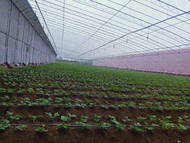 白雪公主草莓苗基地直销，提供种植，后期管理