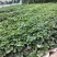 白雪公主草莓苗基地直销,提供种植,后期管理