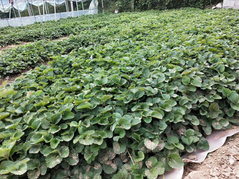 白雪公主草莓苗基地直销，提供种植，后期管理