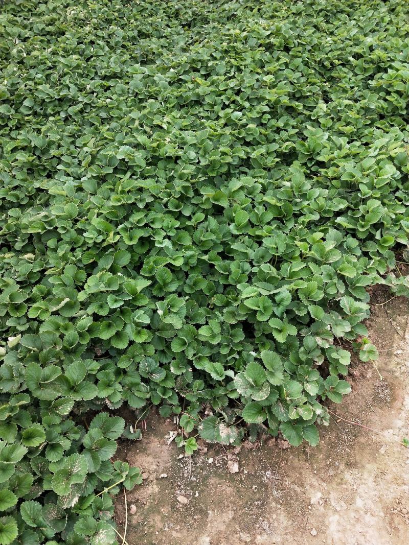 白雪公主草莓苗基地直销，提供种植，后期管理