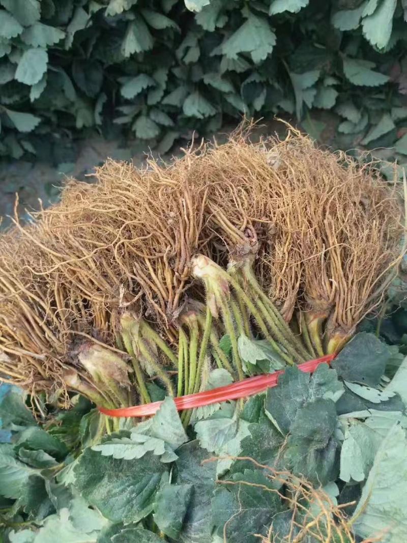 妙香七号草莓苗全国发货，提供种植，后期管理