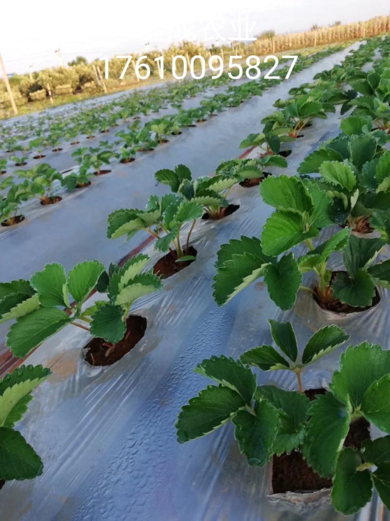 妙香七号草莓苗全国发货，提供种植，后期管理