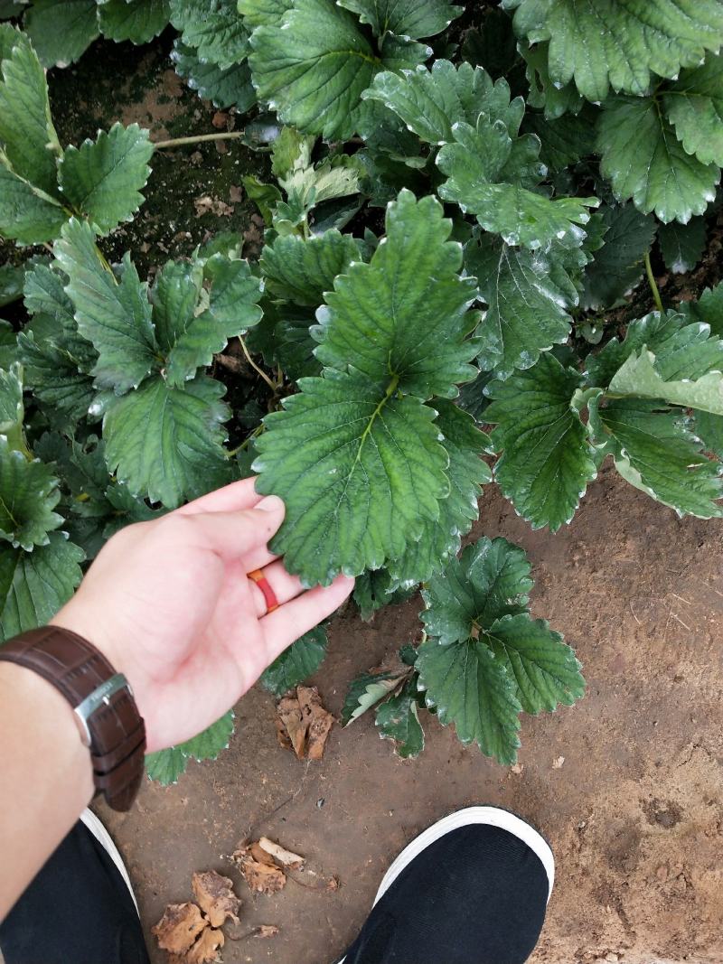 妙香七号草莓苗全国发货，提供种植，后期管理