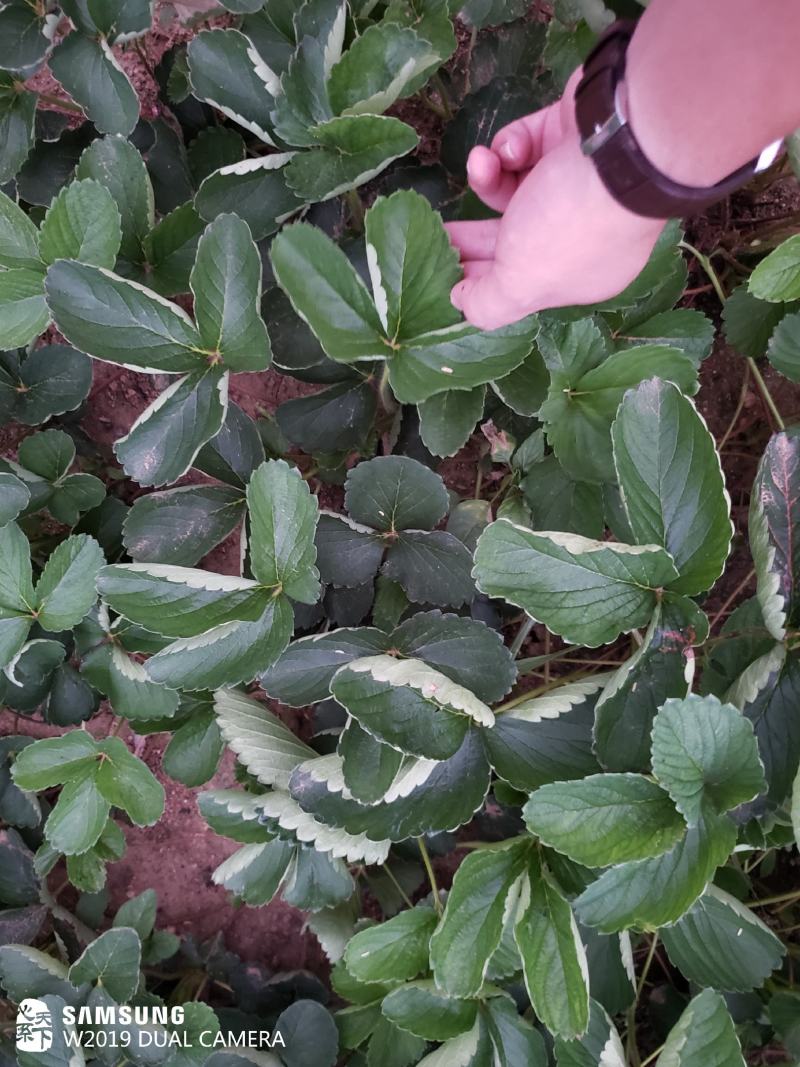 妙香七号草莓苗全国发货，提供种植，后期管理