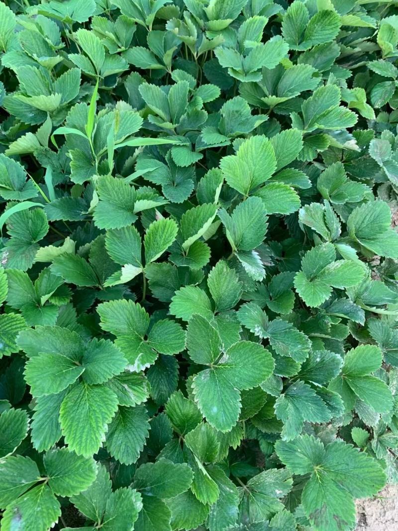 红颜草莓苗，脱毒苗，现挖现发，大量批发