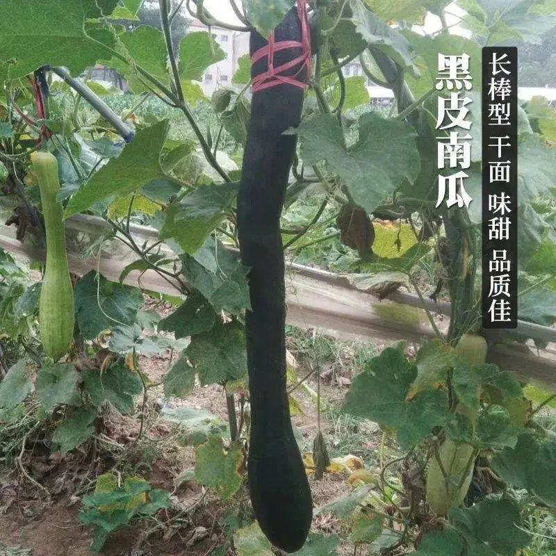 南瓜大王种子黑蜜南瓜长吊瓜种籽墨绿长南瓜农家菜园蔬菜种孑