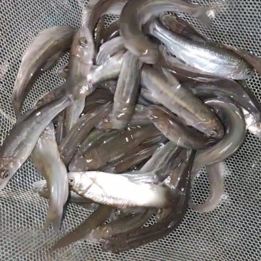 雅鱼苗裂腹鱼苗细鳞鱼苗一手货源冷水养殖经济效益高