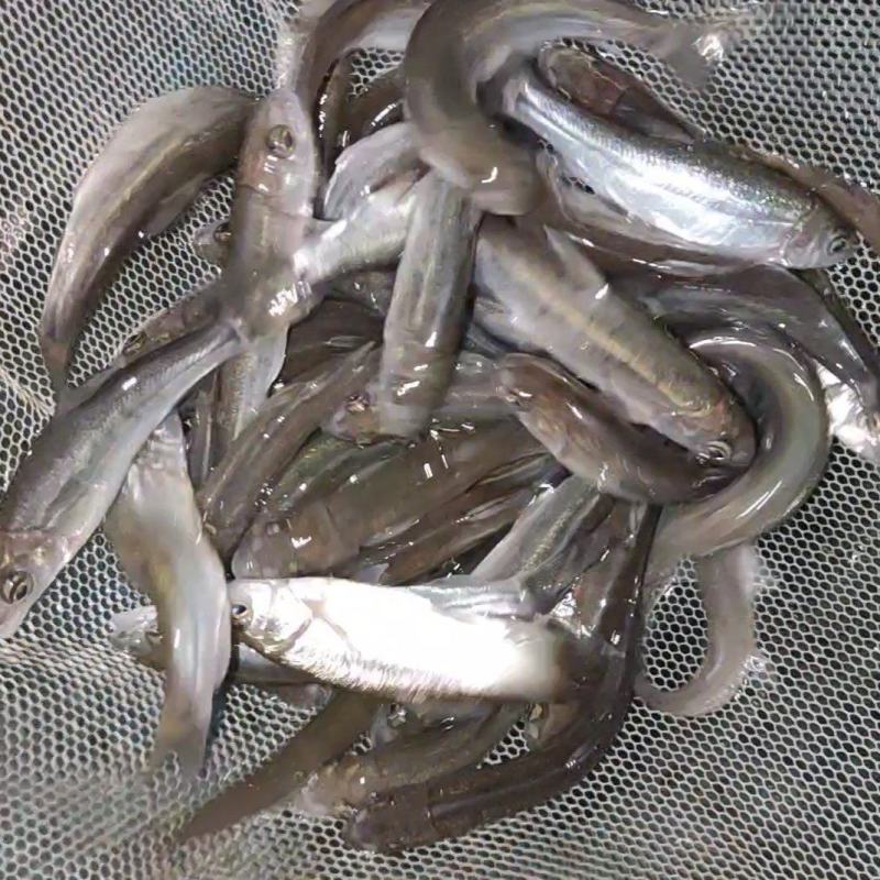 雅鱼苗裂腹鱼苗细鳞鱼苗一手货源冷水养殖经济效益高