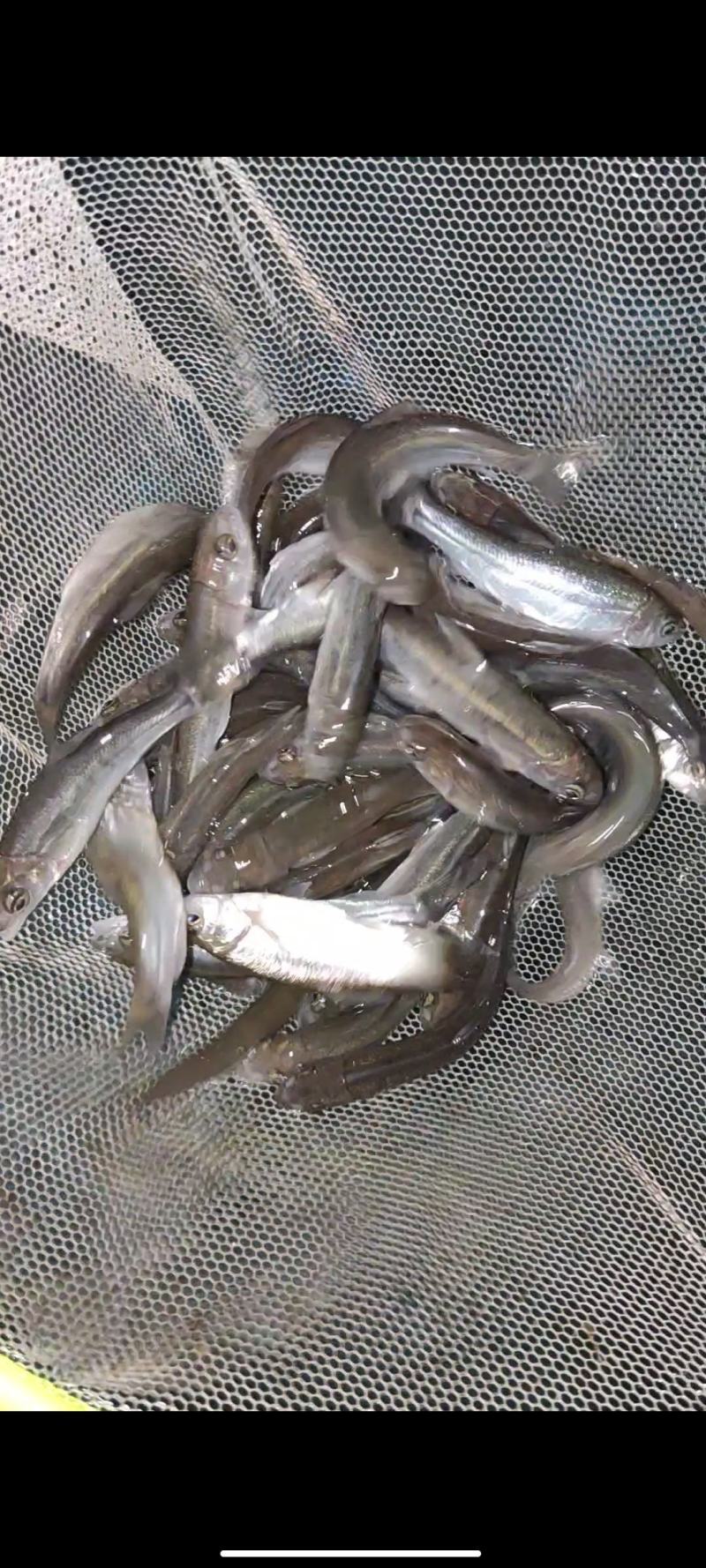 雅鱼苗裂腹鱼苗细鳞鱼苗一手货源冷水养殖经济效益高