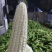 糯玉米万糯2000颗粒饱满个头均匀口感漂亮实惠