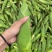 糯玉米万糯2000颗粒饱满个头均匀口感漂亮实惠