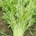 小叶茼蒿种子籽皇帝菜籽光杆阳台盆栽田园易种蔬菜种籽